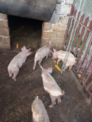 Purcei Marele Alb, 2 luni, sănătoși și bine îngrijiți - imagine 2