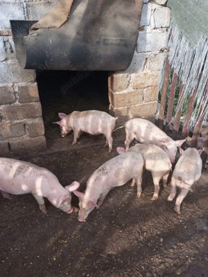 Purcei Marele Alb, 2 luni, sănătoși și bine îngrijiți - imagine 3