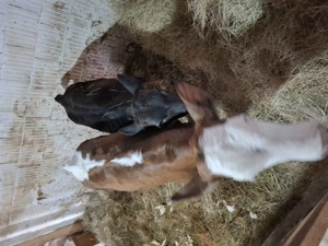 Vând vitei foarte sănătoși și grasi  - imagine 2