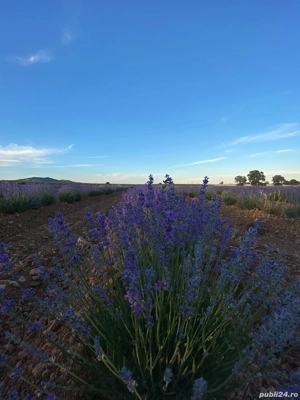 butasi de lavanda campania 2025-2026