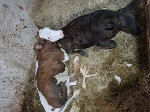 Vând vitei foarte sănătoși și grasi  - imagine 3