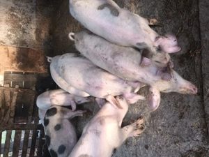 Purcei de vînzare 8 săpt