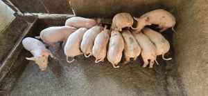 Purcei de vanzare - imagine 2 Purcei de vanzare - imagine 2