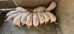 Purcei de vanzare - imagine 3 Purcei de vanzare - imagine 3