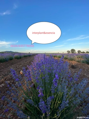 butasi de lavanda campania 2025-2026 - imagine 2
