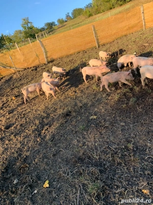 porci de vanzare  - imagine 5 porci de vanzare  - imagine 5