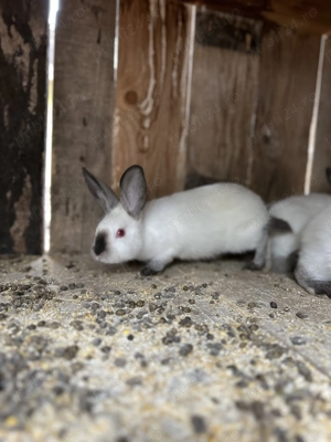 Iepuri Californieni   - imagine 2