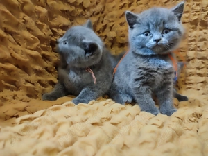 Pisicuti British Shorthair 7 saptamani