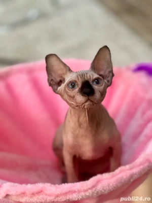 Pui Sphynx pedigree si teste 
