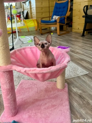 Pui Sphynx pedigree si teste  - imagine 4