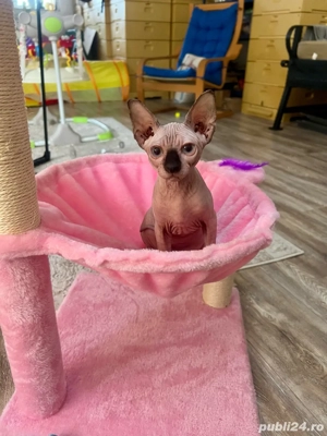 Pui Sphynx pedigree si teste  - imagine 5