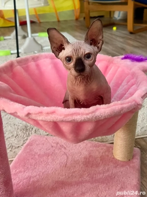 Pui Sphynx pedigree si teste  - imagine 3