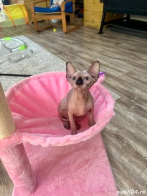 Pui Sphynx pedigree si teste  - imagine 2