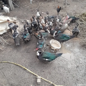 Rațe mute tinere - imagine 2