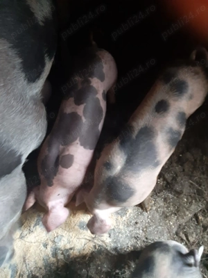 Vând 3 purcei de 8 săptămâni rasă pietraine . - imagine 2