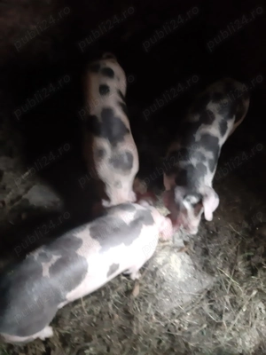 Vând 3 purcei de 8 săptămâni rasă pietraine . - imagine 3