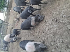 Purcei bazna  - imagine 4