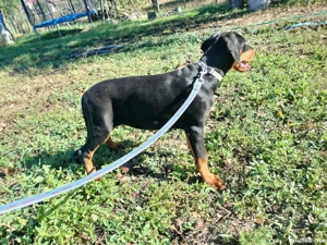 femele doberman de vanzare - imagine 4