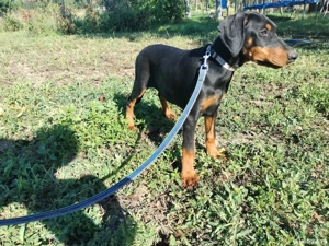 femele doberman de vanzare - imagine 5