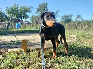 femele doberman de vanzare - imagine 3