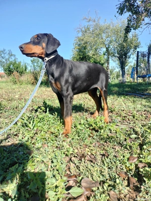 femele doberman de vanzare - imagine 2