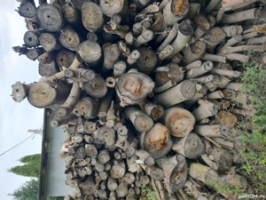 Lemne de foc paulownia  - imagine 2