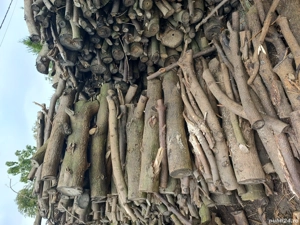 Lemne de foc paulownia  - imagine 3