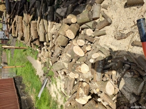 Lemne de foc paulownia  - imagine 4