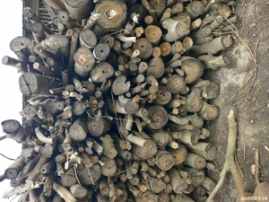 Lemne de foc paulownia  - imagine 5