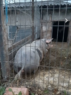 Vând scrofiță gestantă rasa pietraine. - imagine 2 Vând scrofiță gestantă rasa pietraine. - imagine 2