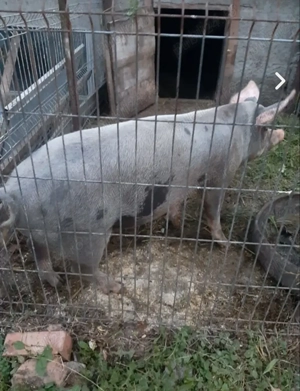 Vând scrofiță gestantă rasa pietraine.