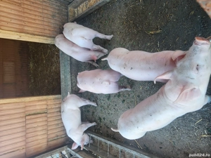 grasunei de vanzare - imagine 2