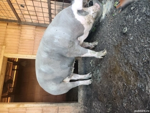 grasunei de vanzare - imagine 4