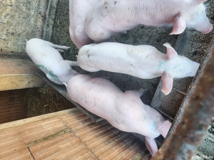 grasunei de vanzare - imagine 3