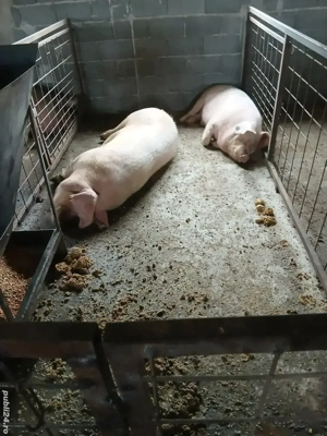 vand porci 80kg-350kg