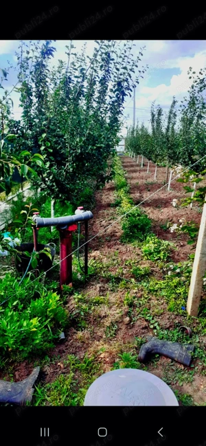 Teren intravilan comuna Fantanele, judetul Teleorman - imagine 4