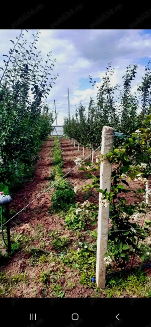 Teren intravilan comuna Fantanele, judetul Teleorman - imagine 6