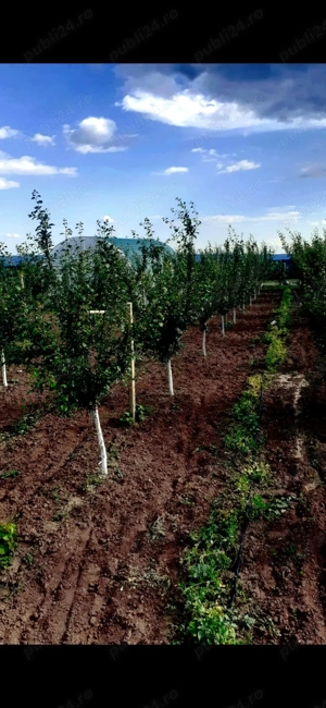 Teren intravilan comuna Fantanele, judetul Teleorman - imagine 8