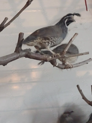 De vanzare detalii la telefon