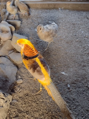 De vanzare detalii la telefon  - imagine 2