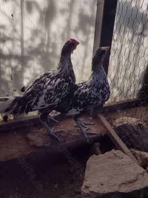 De vanzare detalii la telefon  - imagine 5