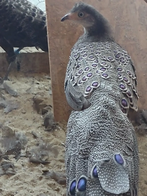 De vanzare detalii la telefon  - imagine 3