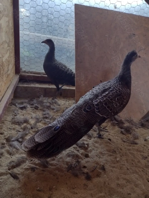 De vanzare detalii la telefon  - imagine 4