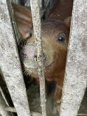 Vând purcei  - imagine 2 Vând purcei  - imagine 2