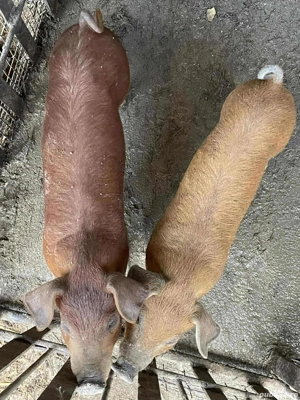 Vând purcei  - imagine 5 Vând purcei  - imagine 5