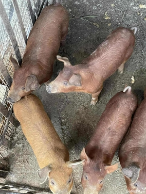 Vând purcei  - imagine 4 Vând purcei  - imagine 4