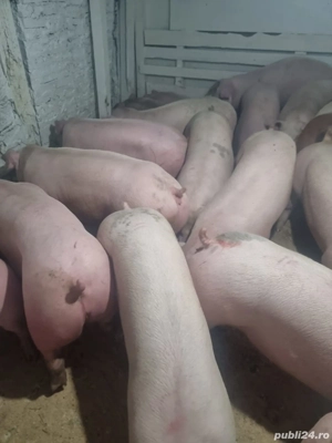Vand Porci de Carne  - imagine 3