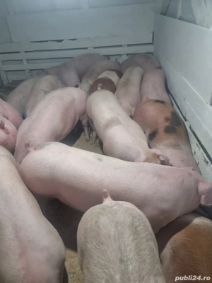 Vand Porci de Carne  - imagine 2