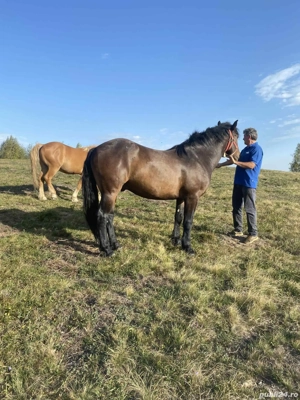 vand doi cai - imagine 3