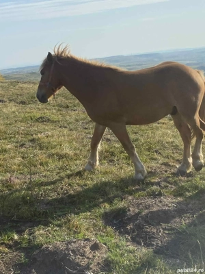 vand doi cai - imagine 2